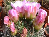 Gymnocalycium horridispinum ©JLcoll.1916.jpg